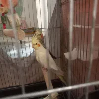 عروس هلندی|پرنده|ری, فیروزآباد|دیوار