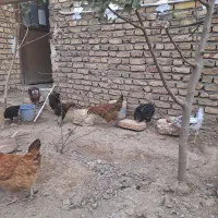 فروش مرغ و خروس نژاد گلین|حیوانات مزرعه|زرندیه, |دیوار