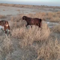 گوسفند|حیوانات مزرعه|نیمروز, |دیوار