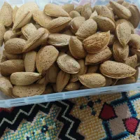 بادام کاغذیی