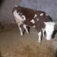 گوساله سیمنتال|حیوانات مزرعه|سجاس رود, |دیوار