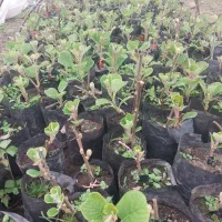 فروش نهال کیوی با قیمت مناسب