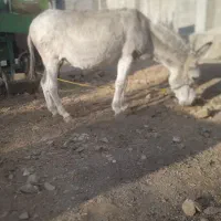 الاغ ماده گله ی وساکت به علت نداشتن جا|حیوانات مزرعه|گیان, |دیوار