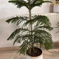 گل های متنوع آپارتمانی|گل و گیاه طبیعی|مشهد, امامیه (شهرک غرب)|دیوار