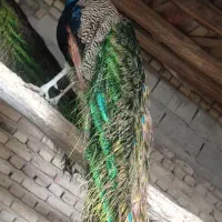 طاوس درجه یک گرید A