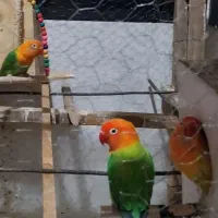۳تا هست یک نر دو ماده هردو ماده رو تخم نشسته