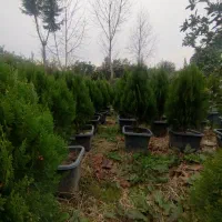 کامیس|گل و گیاه طبیعی|نشتارود, |دیوار