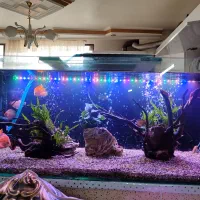 آکواریم همراه با لوازم و ماهی