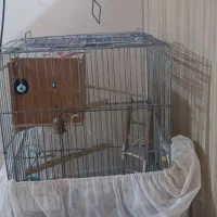 جفت عروس هلندی البینو|پرنده|تهران, عبدلآباد|دیوار