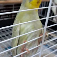 مرغ عشق رینبو ماده