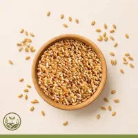 گندم بذری سارنگ و مهرگان