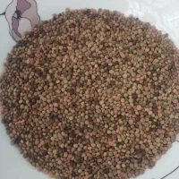عدس محلی