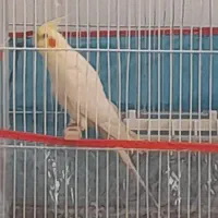 عروس هلندی