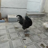 خروس تمام سیاه فروشی
