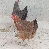 خروس لاری و مرغ محلی