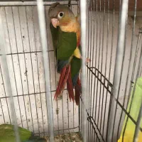 گرینچیک رد اکستریم