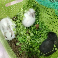 خرگوش نیم لپ