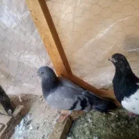 کفتر