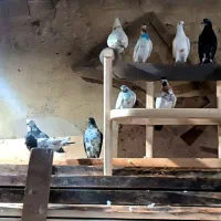 کفتر