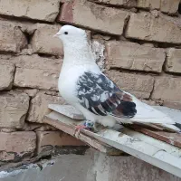 نروماده عروسک عطیقه