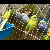 مرغ عشق|پرنده|آزادشهر, |دیوار