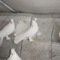 کبوتر پاپر|پرنده|تبریز, |دیوار