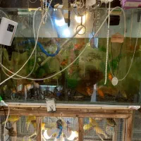 تعدادی ماهی