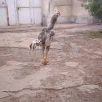 خروس لاری ریشو