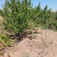فروش-باغ