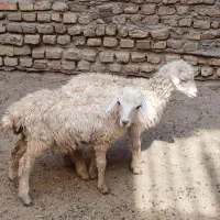 دو عدد بره عروسک خوشگل سفید نر ماده درشت مست|حیوانات مزرعه|مشهد, رسالت|دیوار