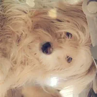 سگ ماده پشمالو