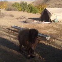 دوعدد نرمیش بختیاری|حیوانات مزرعه|زیلائی, |دیوار