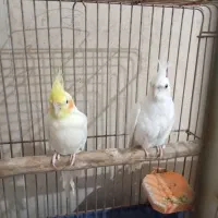 فروش ۲ عروس هلندی