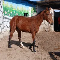 اسب|اسب و تجهیزات اسب‌سواری|گناباد, |دیوار