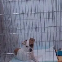 واگذاری  رایگان سگ جک راسل|سگ|اقلید, |دیوار