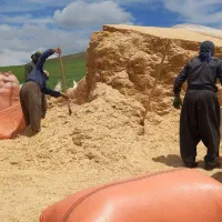 خرید وفروش کاه و یونجه
