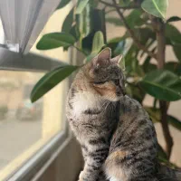 واگزاری|گربه|تهران, تهرانپارس جنوبی|دیوار