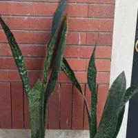 سانسوریاپوست ماری‌گلدانی فقط(۱۳۰ تومان - ۹۰تومان‌)|گل و گیاه طبیعی|چابهار, |دیوار