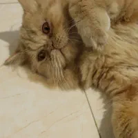 گربه پرشین فلت اصیل|گربه|اصفهان, بهارستان|دیوار