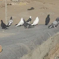 کبوتر افغان