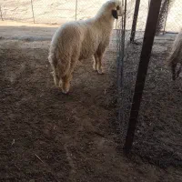 بره قوچ سنجابی|حیوانات مزرعه|چرداول, |دیوار