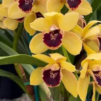 اجاره-3خوابه-کوهسار