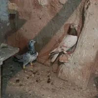 کبوتر هفرنگ ریز خال تکی نیس هردو باهم|پرنده|اسفرورین, |دیوار