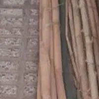 نی  خام  ۲۰شاخه