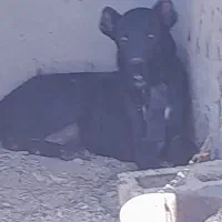 توله ماده