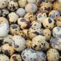 تخم بلدرچین خوراکی