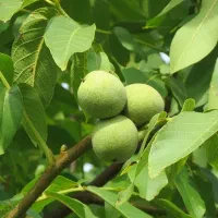 توزیع و فروش نهال گردو تولری