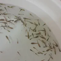 ماهی گوپی دانه ۲|ماهی|مشهد, شریف|دیوار