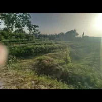 زمین باغی با طرح هادی مسکونی و باغ|فروش دفتر صنعتی، کشاورزی، تجاری|دامغان, |دیوار