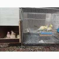 عروس هلندی مولد